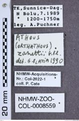 Etiketten zu Athous zanettii (NHMW-ZOO-COL-0008559)